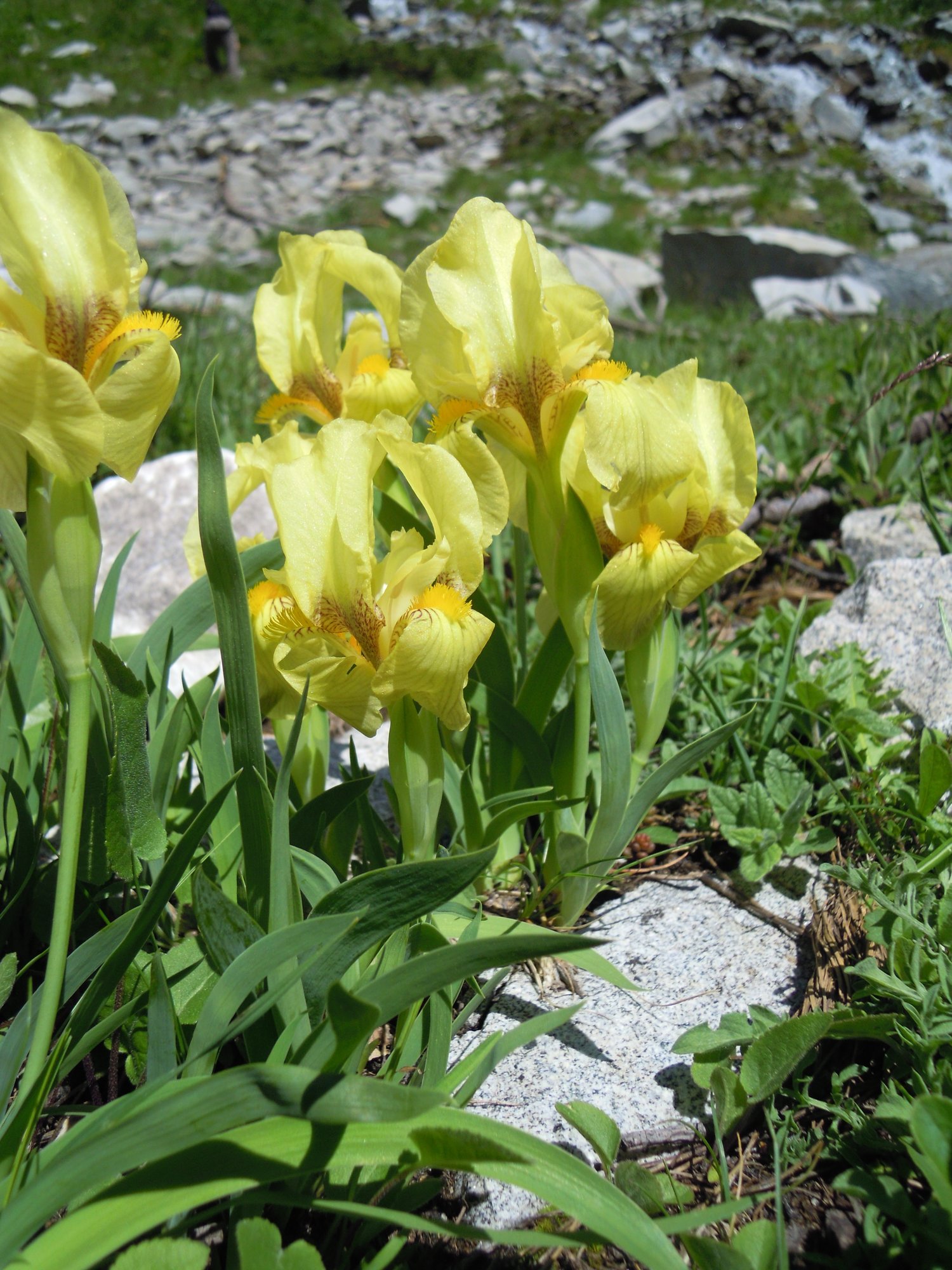 Eine botanische Bergreise - Bulgarien